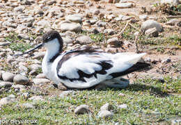 Image of avocet, pied avocet