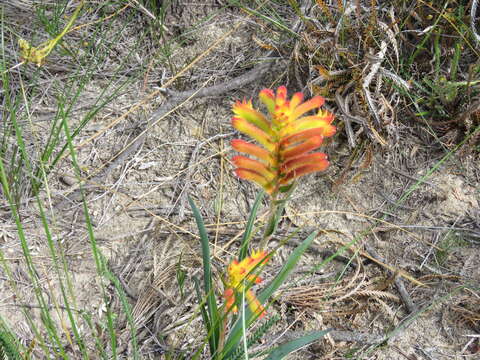 Imagem de Anigozanthos humilis Lindl.