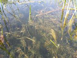 Image of western waterweed