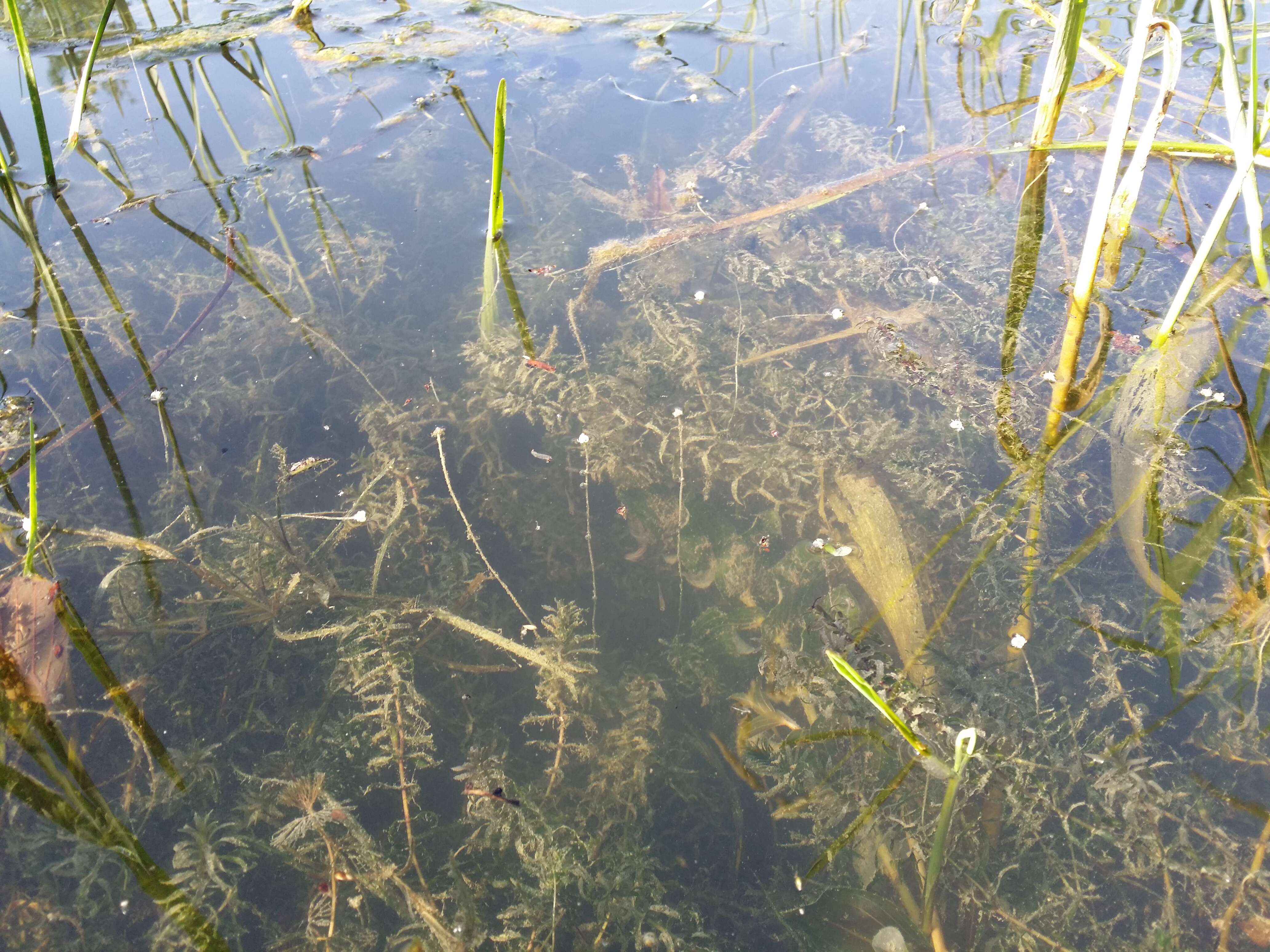 Image of western waterweed