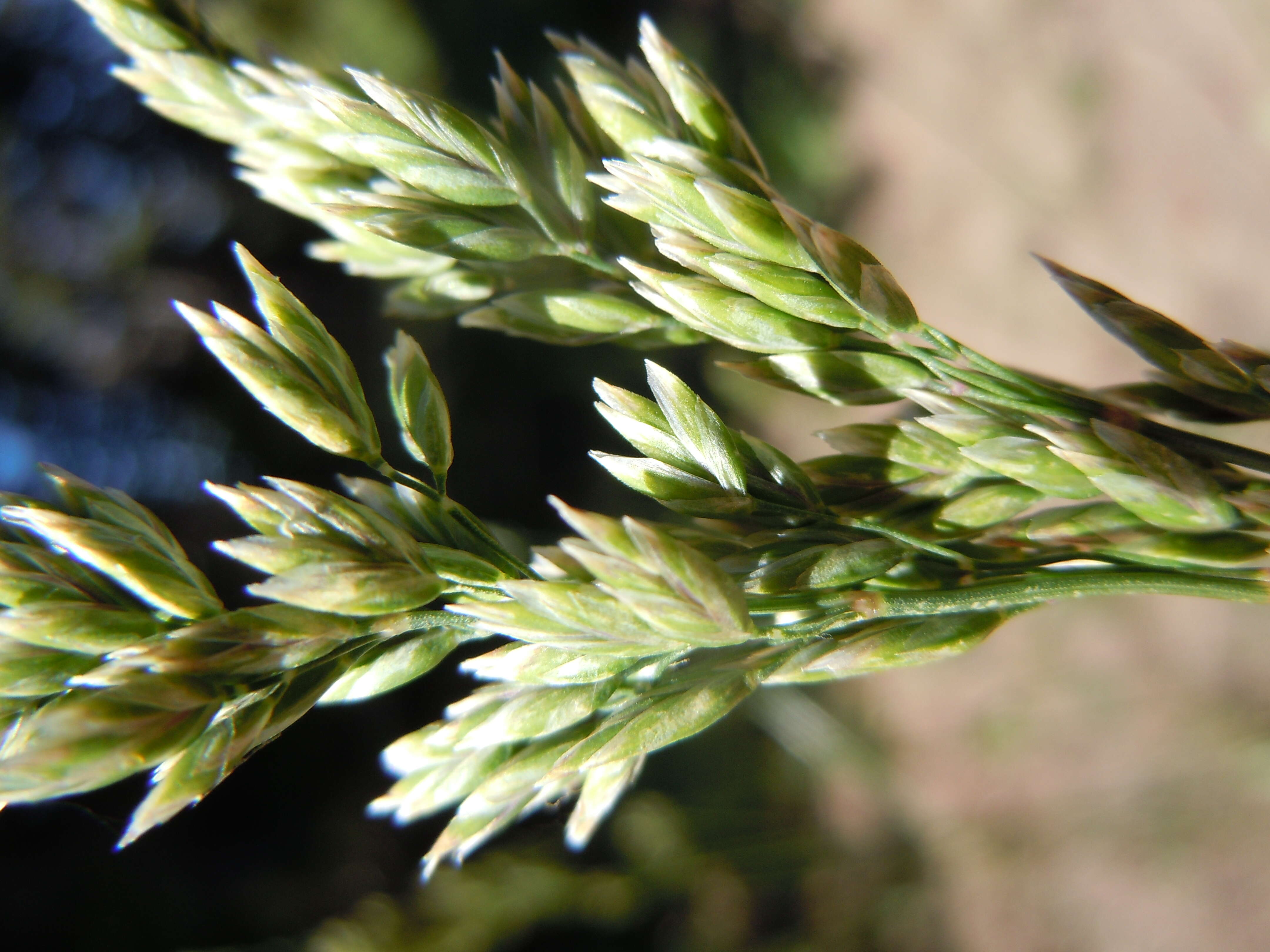 Image de Poa fendleriana (Steud.) Vasey