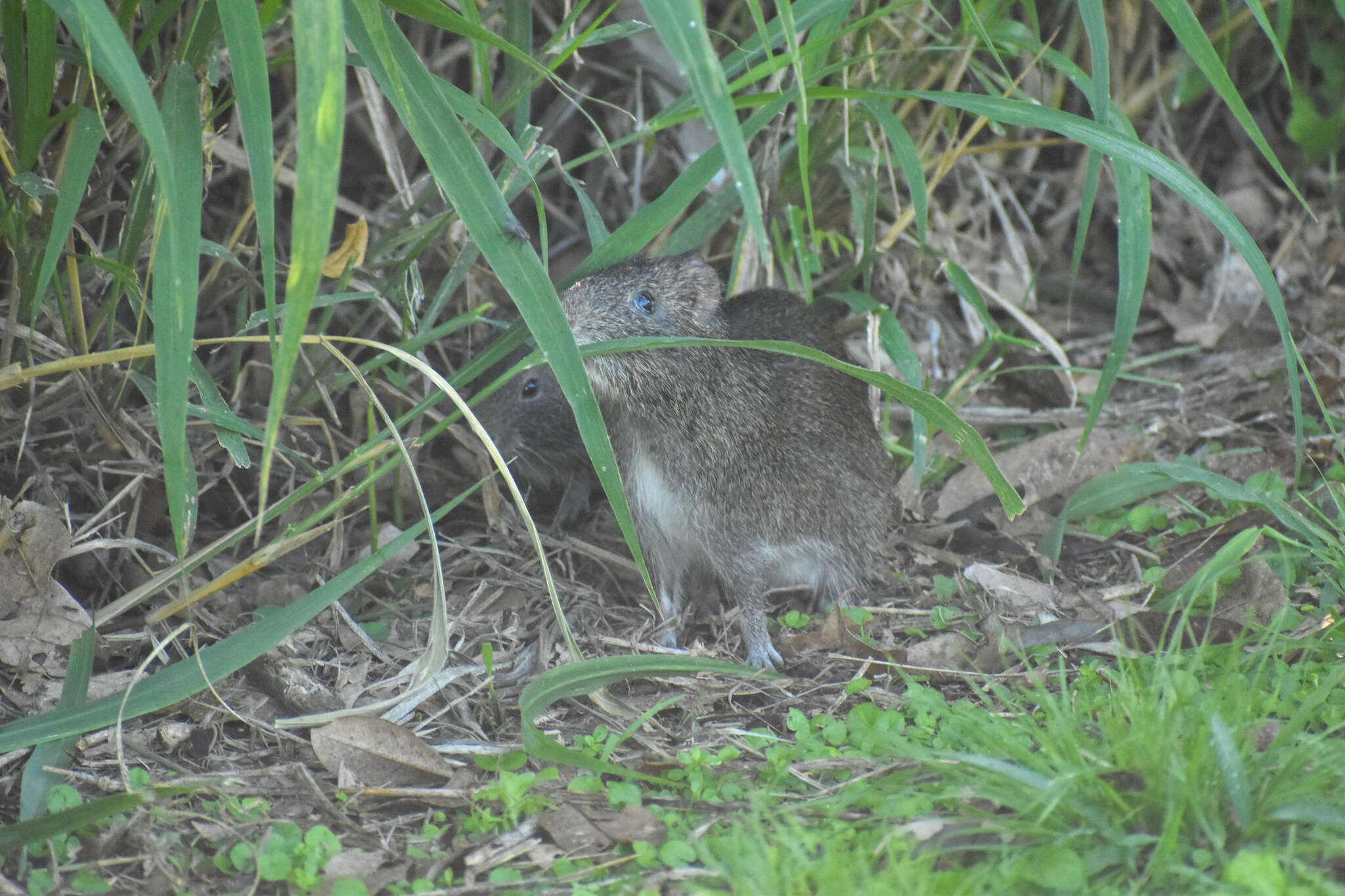 Image of Brazilian Guinea Pig