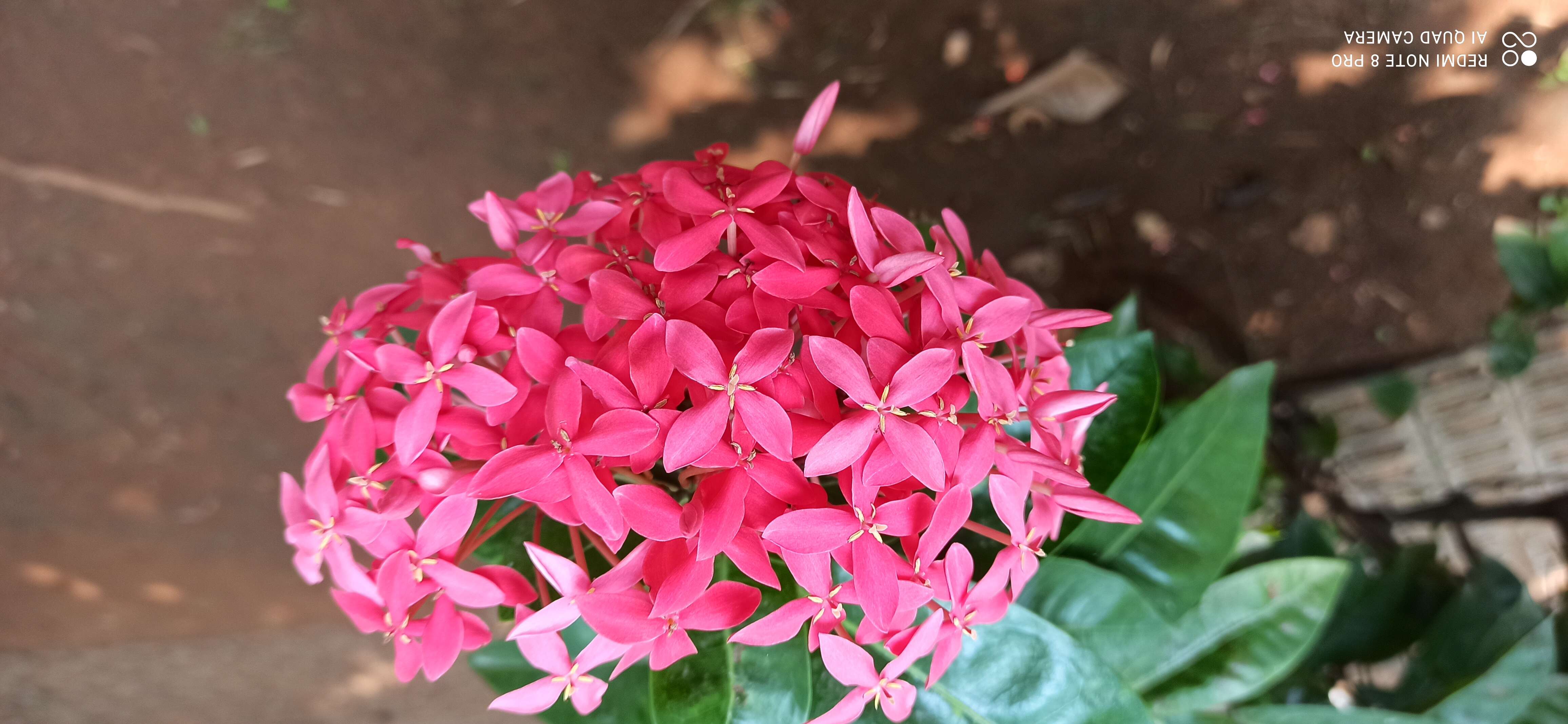 Image of ixora