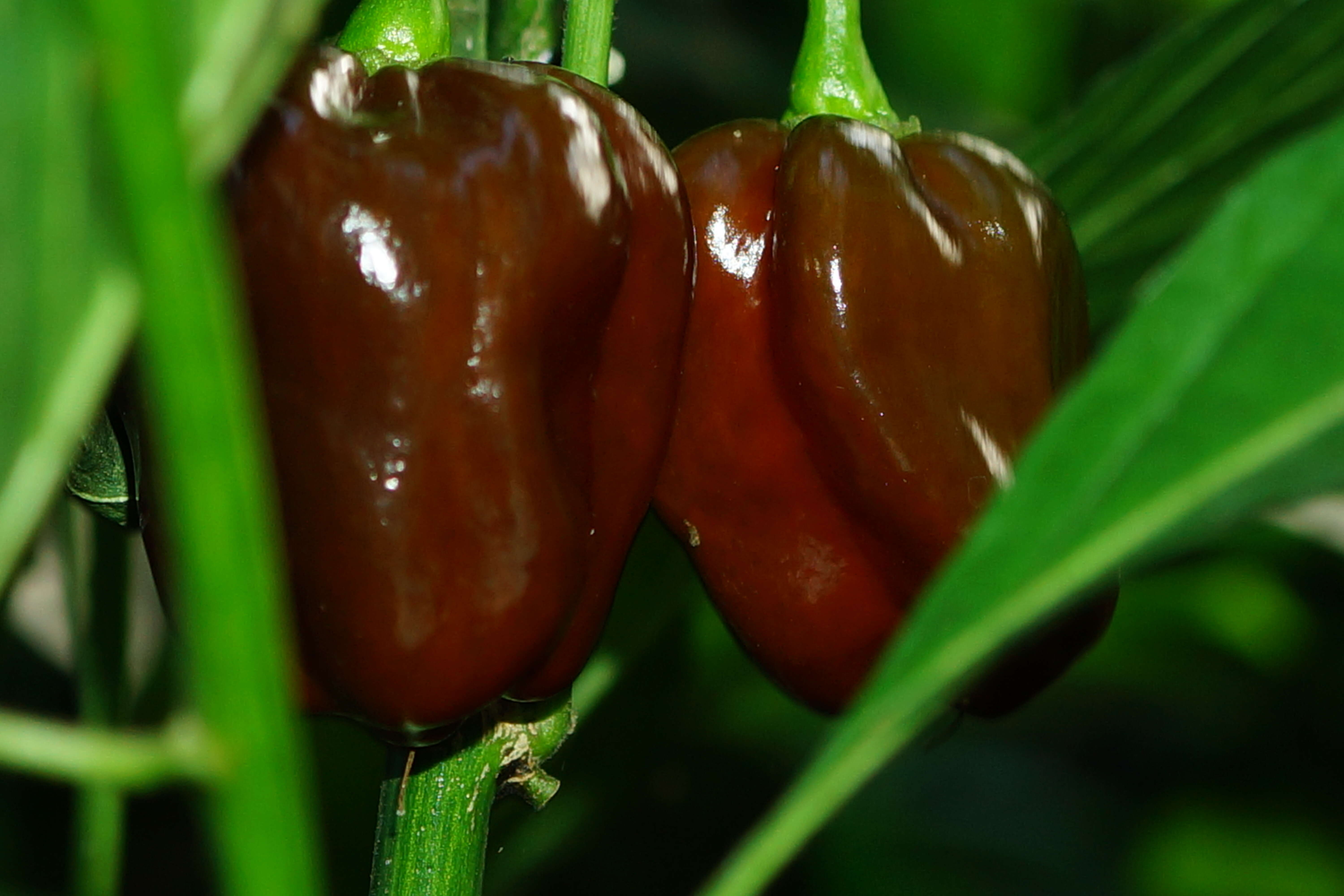 Image of Capsicum chinense