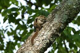 Image of Maritime Striped Squirrel
