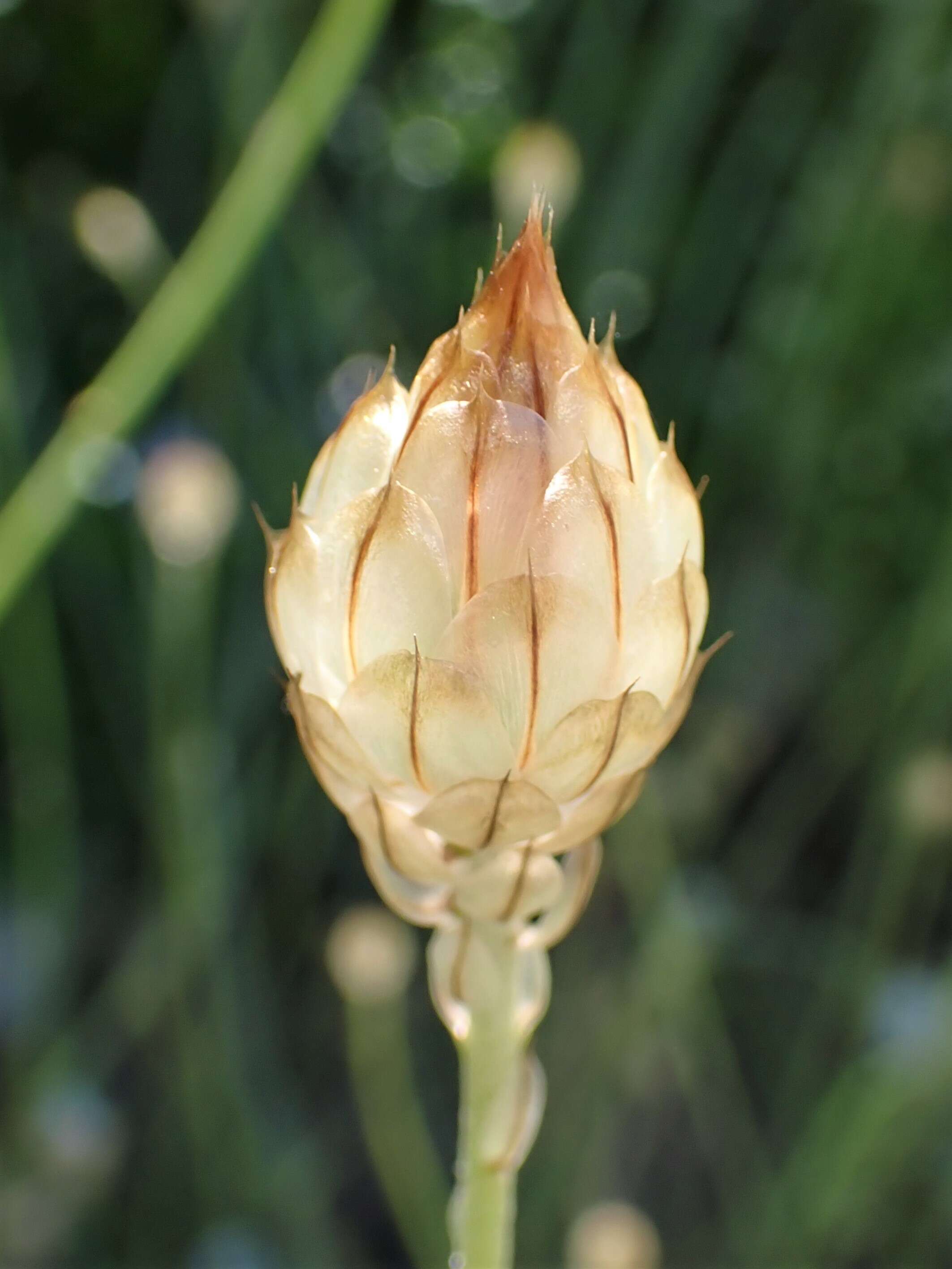 Image of Cupid's dart