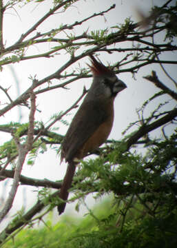 Image of Vermilion Cardinal