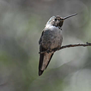 Image of Broad-tailed Hummingbird