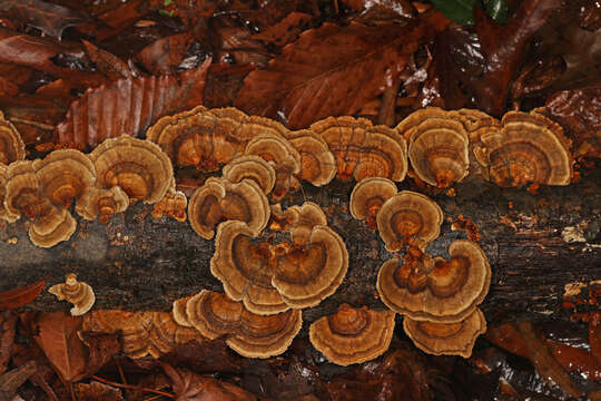 Image of Trametes