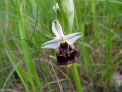 Image of Ophrys holosericea