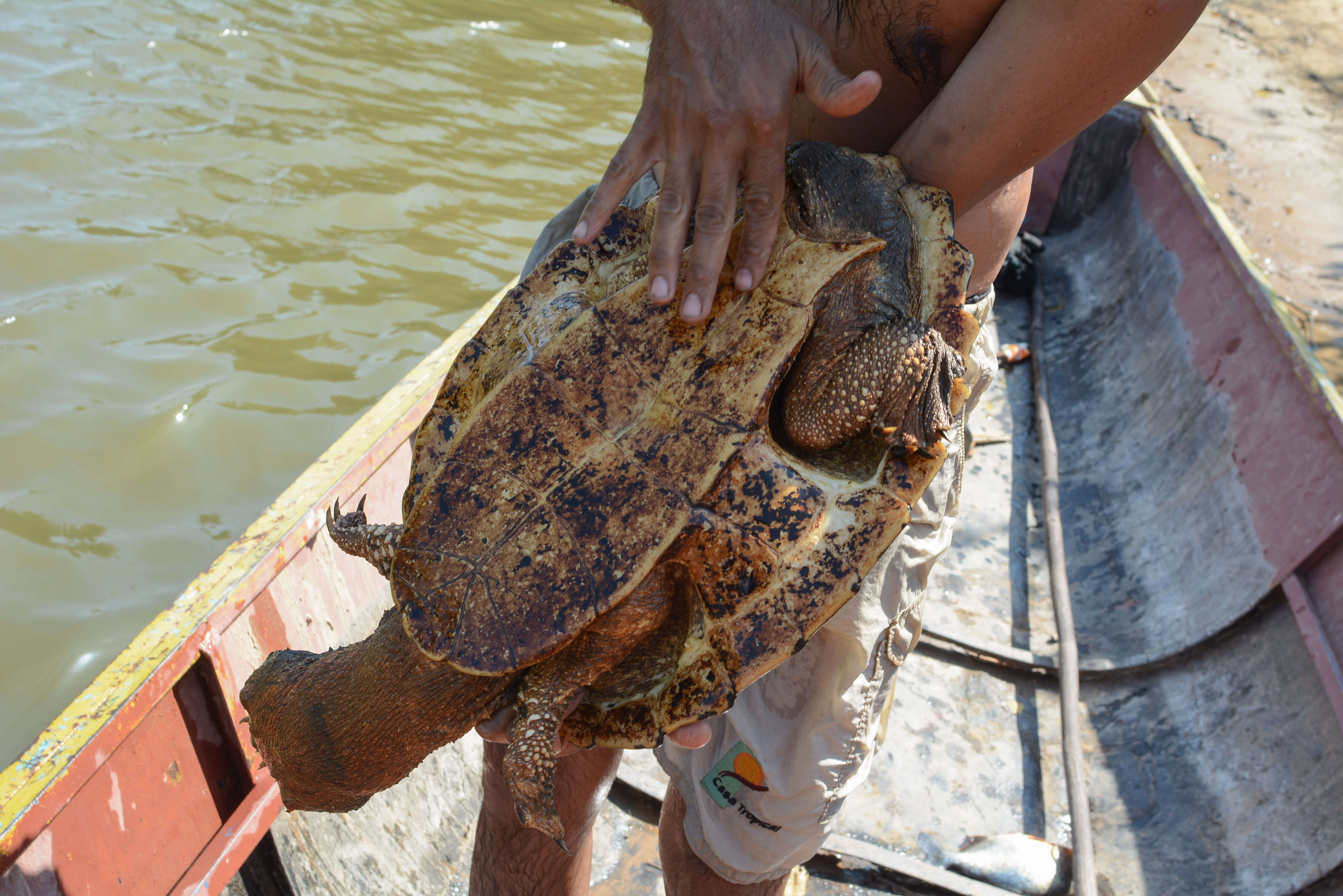 Image of Chelus fimbriatus