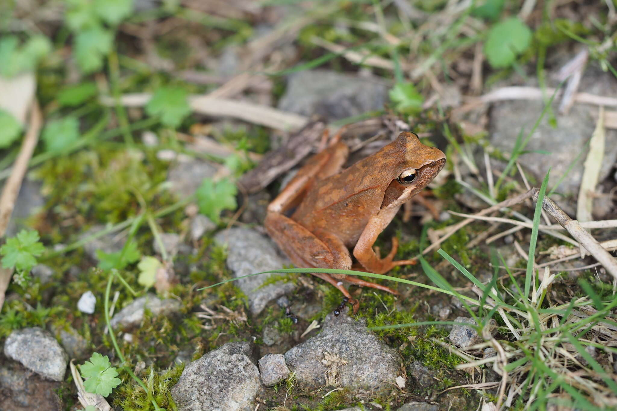 Image of Japanese Brown Frog