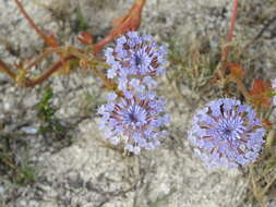 Image of Trachymene coerulea R. Grah.