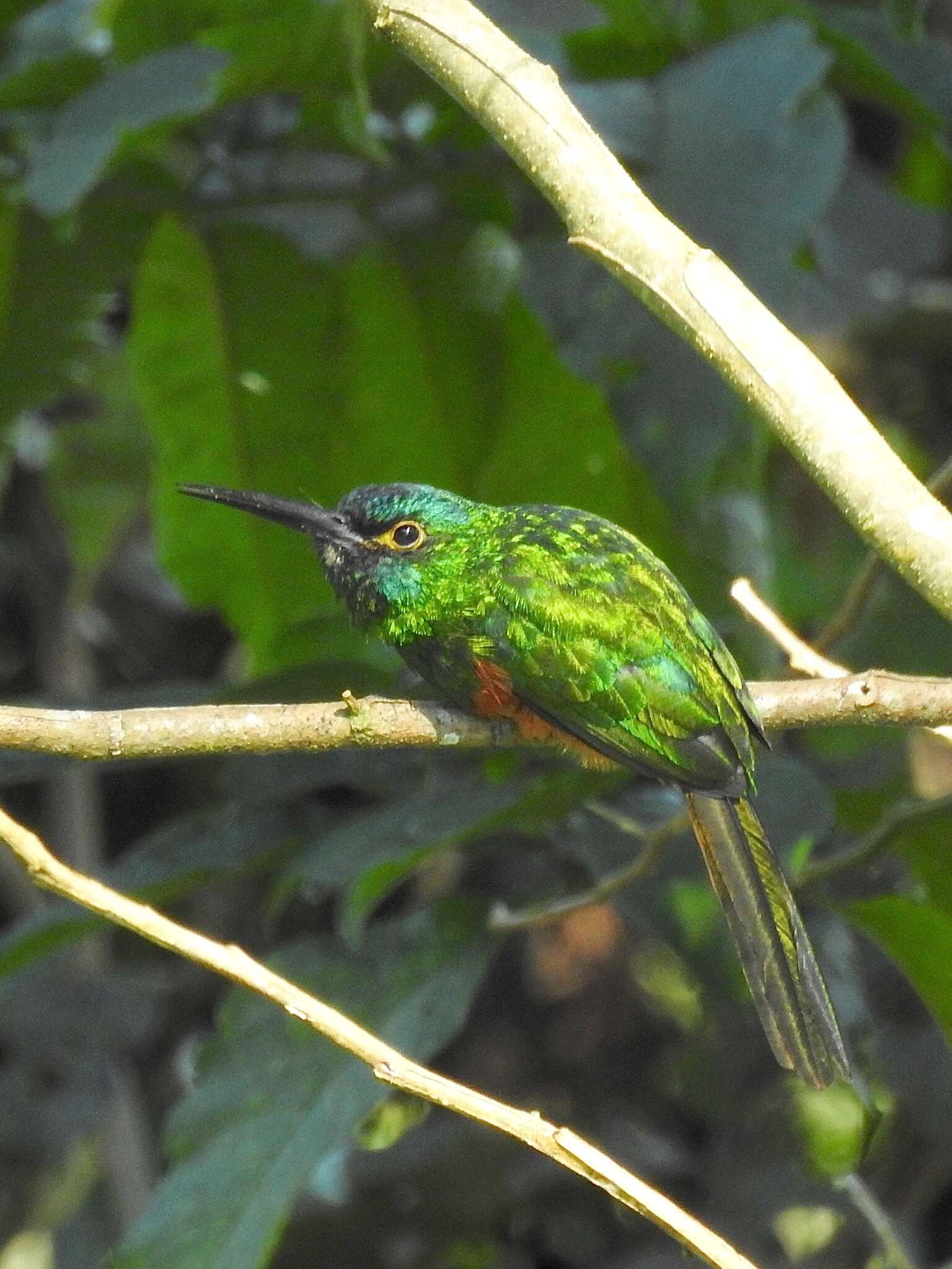 Image of Coppery-chested Jacamar