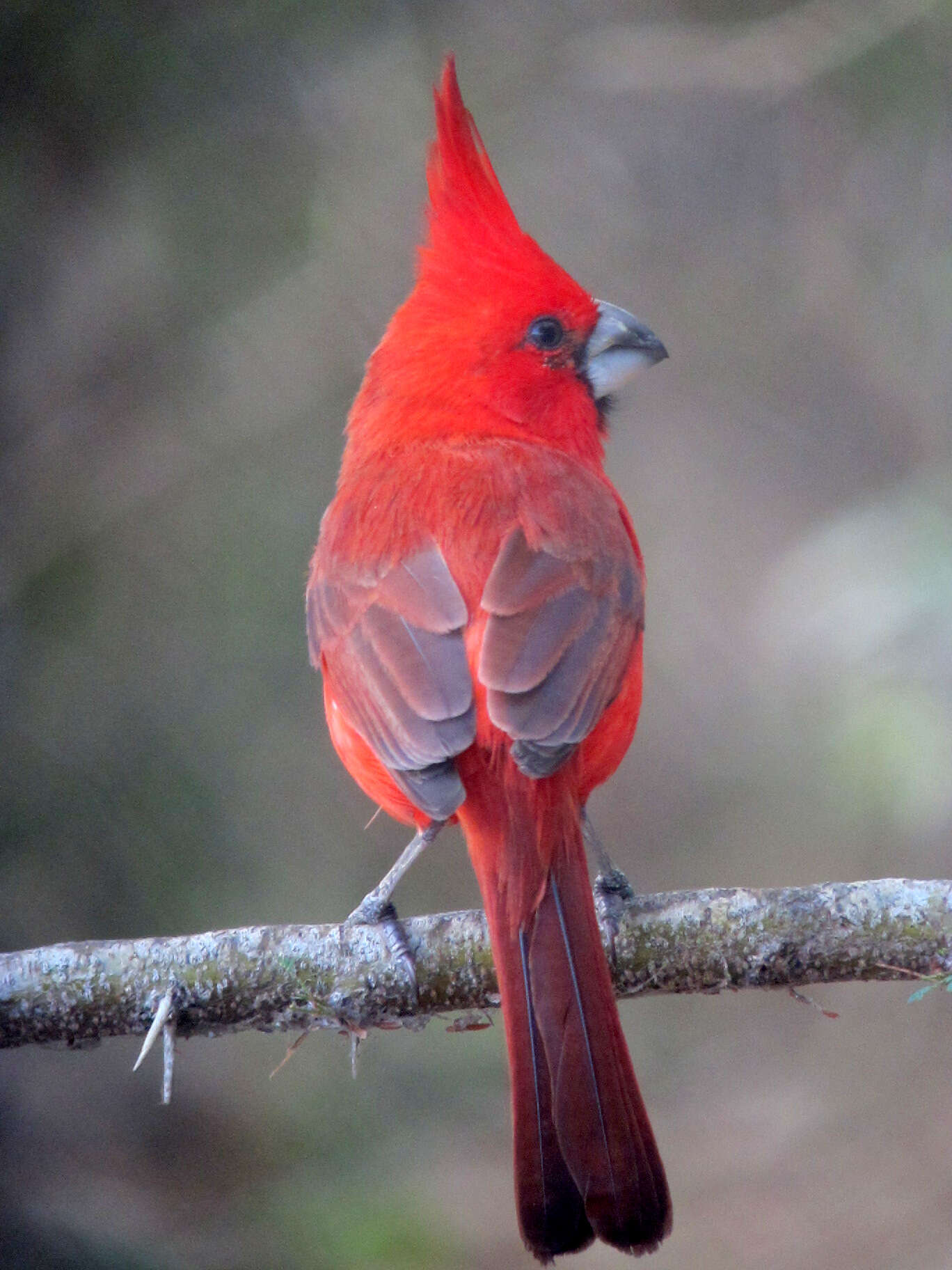 Image of Vermilion Cardinal