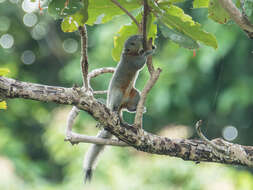 Image of Gray-bellied Squirrel