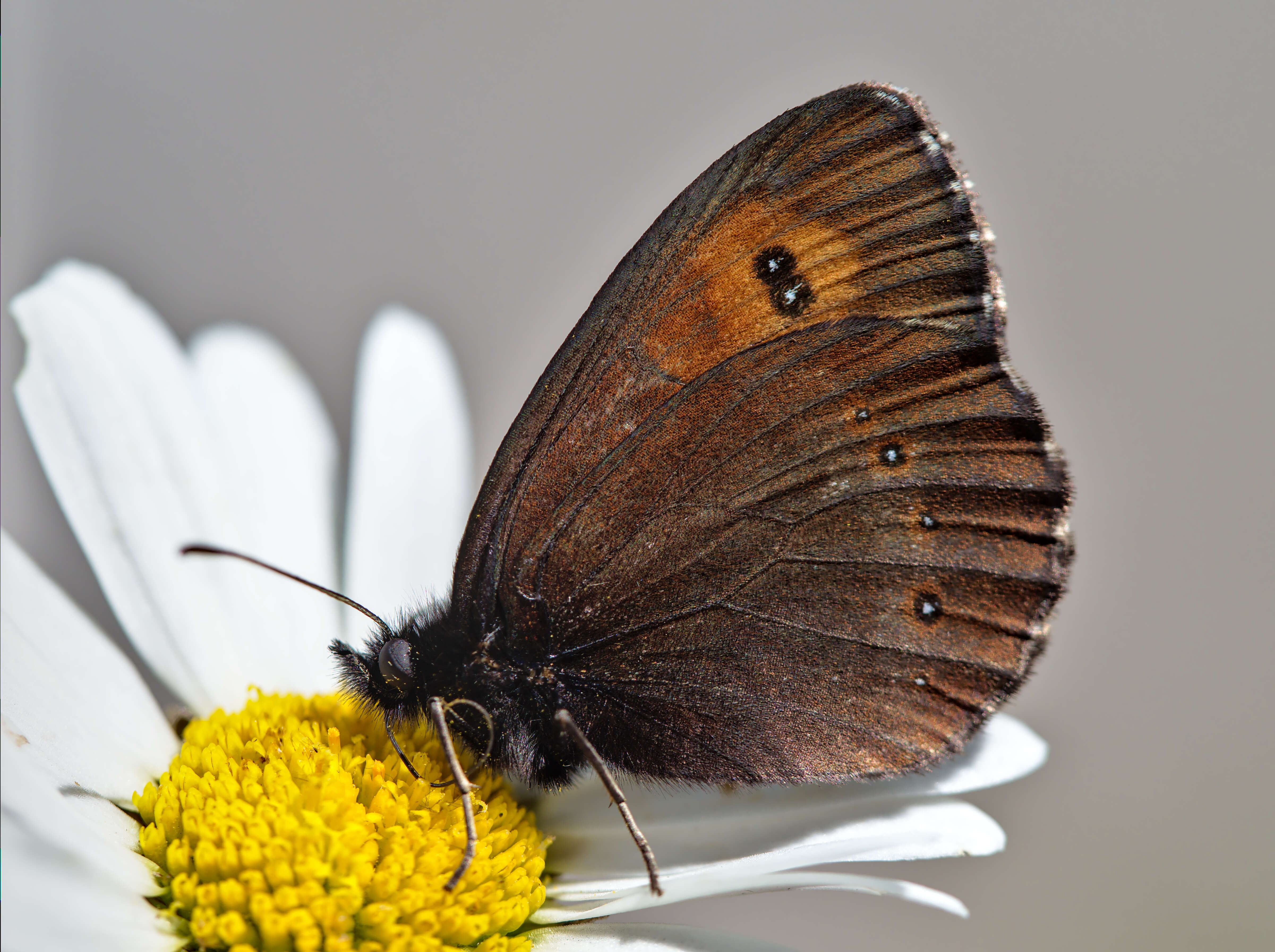 Image of Erebia euryale Esper 1777