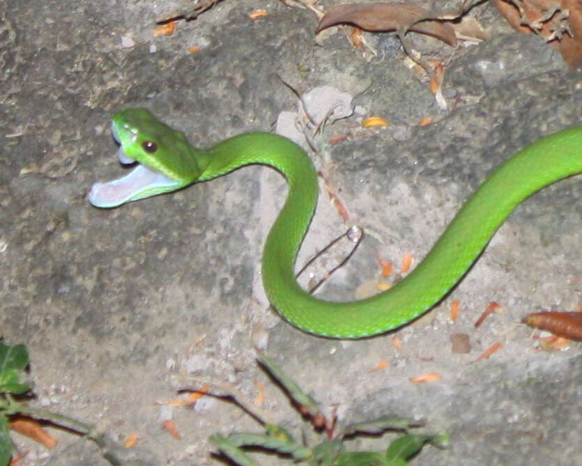 صورة Trimeresurus insularis Kramer 1977