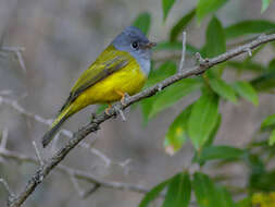 Image of Canary-flycatcher