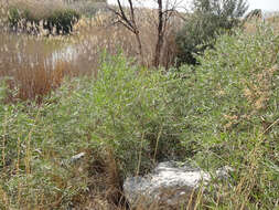 Image of narrowleaf willow