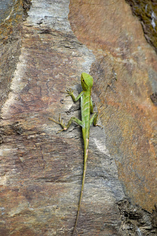 Image of Jerdon's Forest Lizard