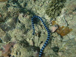 Image of Banded sea krait