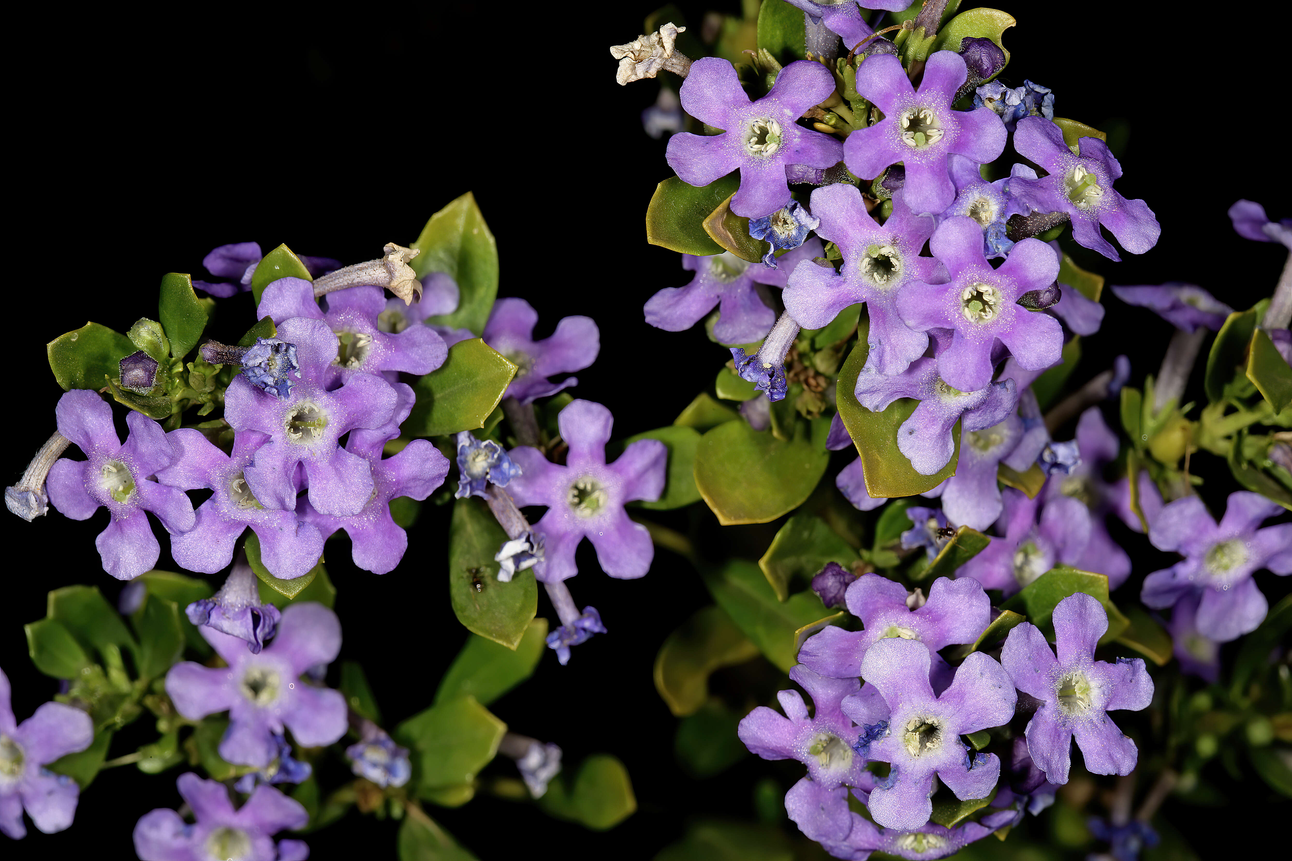 Image of Mauve freylinia