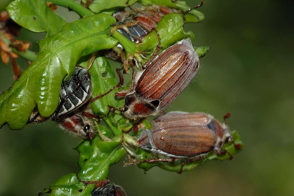 Image of chestnut cockchafer