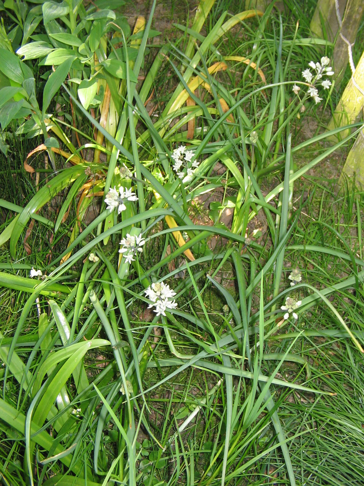 Image of Bellevalia romana (L.) Sweet