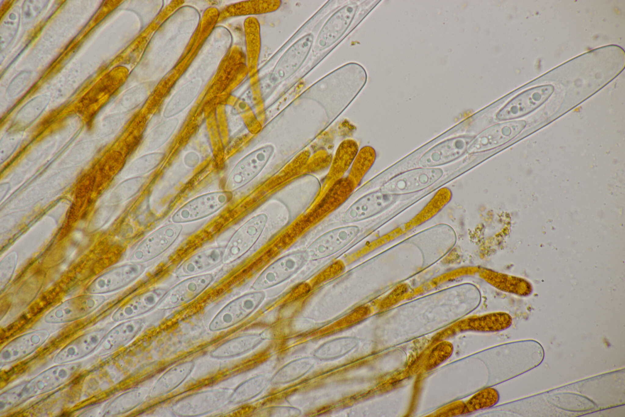 Image of Byssonectria fusispora (Berk.) Rogerson & Korf 1971