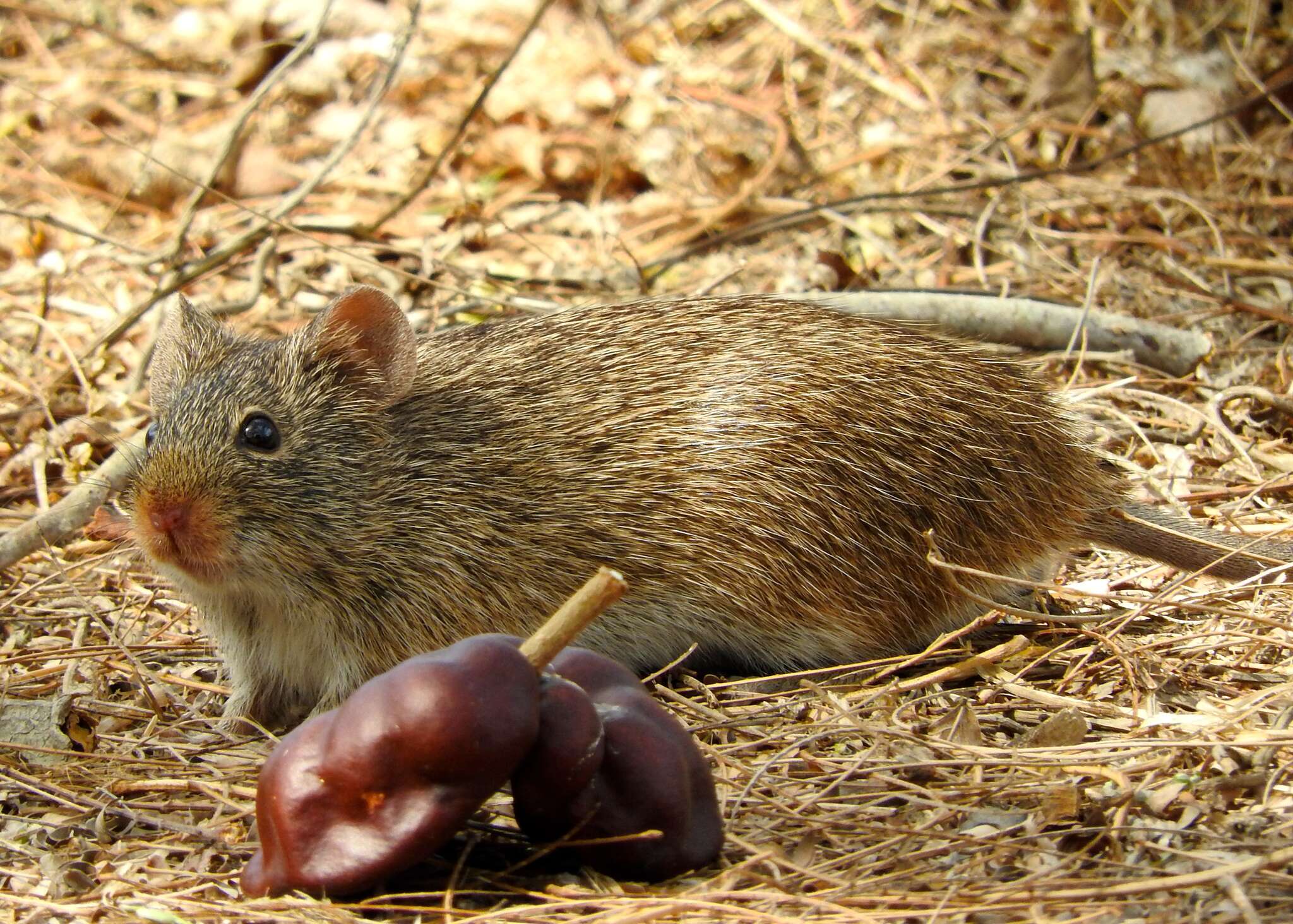 Image of Arizona cotton rat