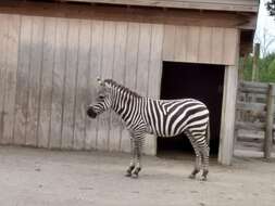 Image of zebra