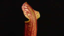 Image of crimson pitcherplant