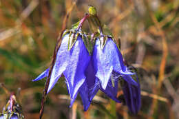 Image of Bearded Bellflower