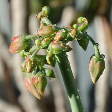 Image of pig's ear