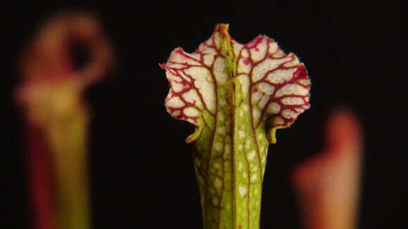 Image of crimson pitcherplant