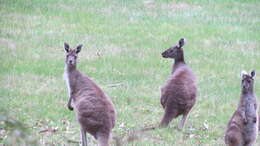 Macropus fuliginosus (Desmarest 1817) resmi