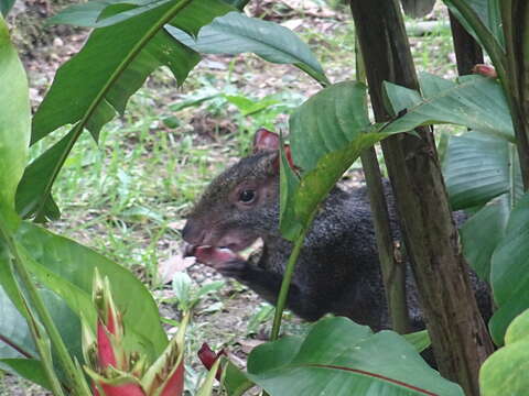 Image of Central American Agouti