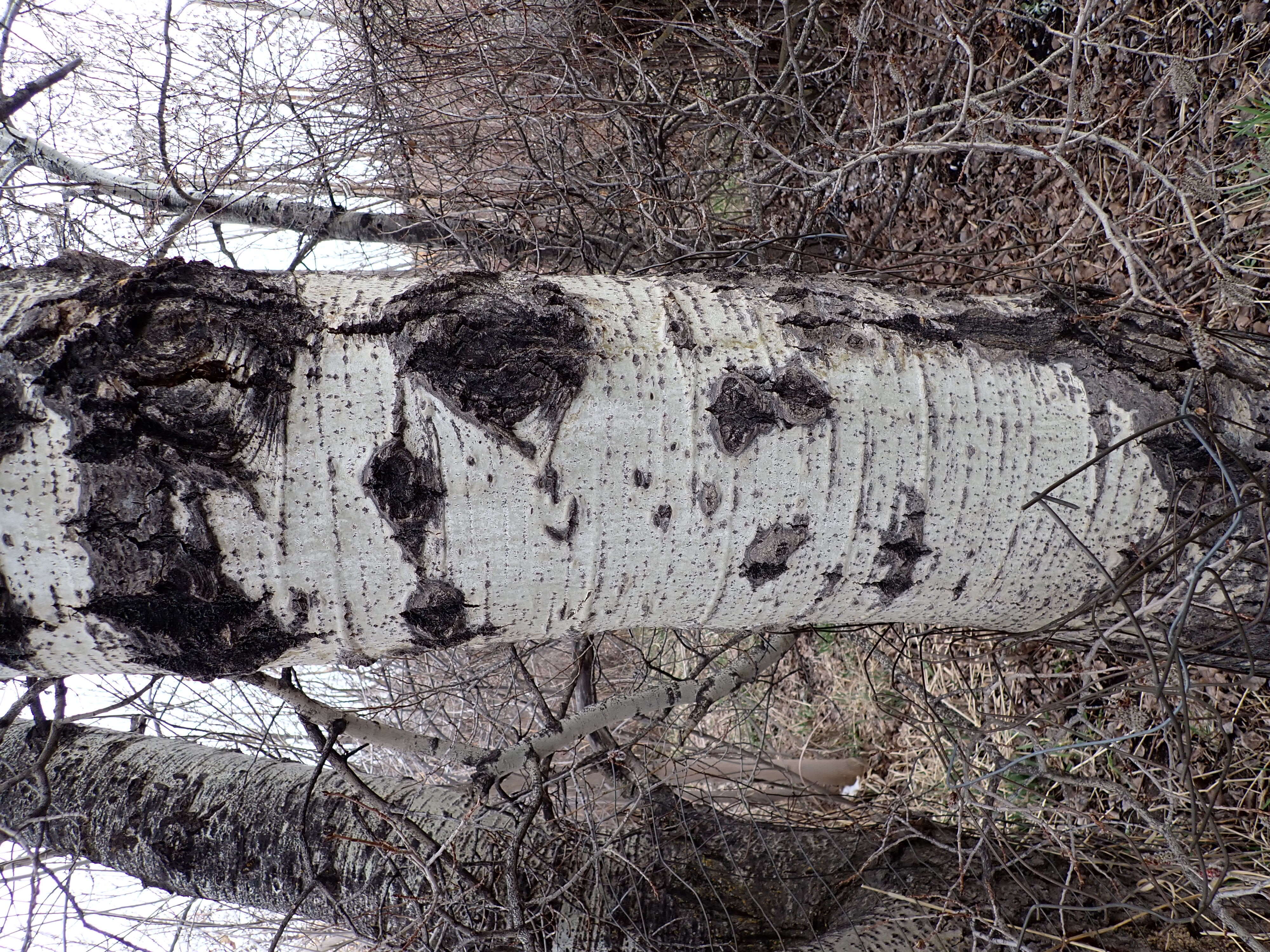 Image of quaking aspen