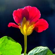 Image of nasturtium