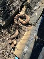 Image of Red Diamond Rattlesnake