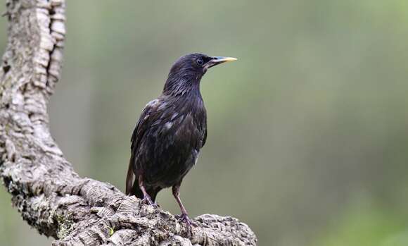 Imagem de Sturnus unicolor Temminck 1820