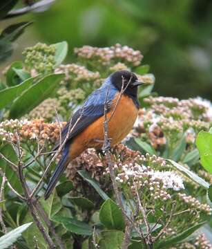 Image of Blue-backed Conebill