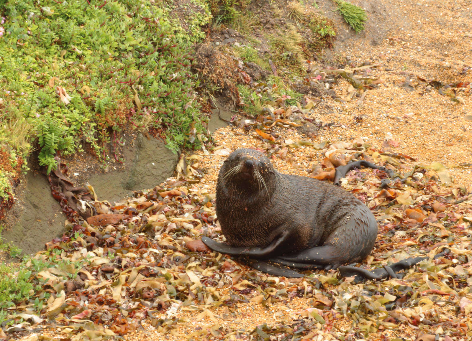 Image of Antipodean Fur Seal