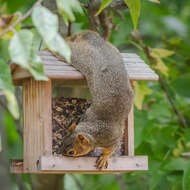 Image of Sciurus subgen. Sciurus Linnaeus 1758