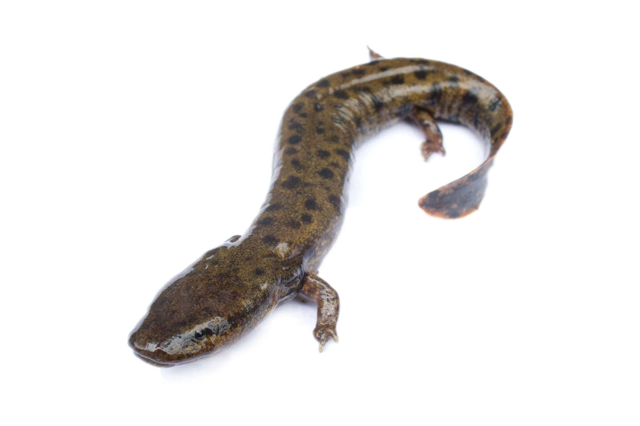 Image of Common mudpuppy