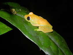 Image of Green Bright-eyed Frog