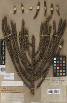 Araucaria biramulata J. T. Buchholz resmi