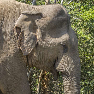 Image of Sri Lankan elephant