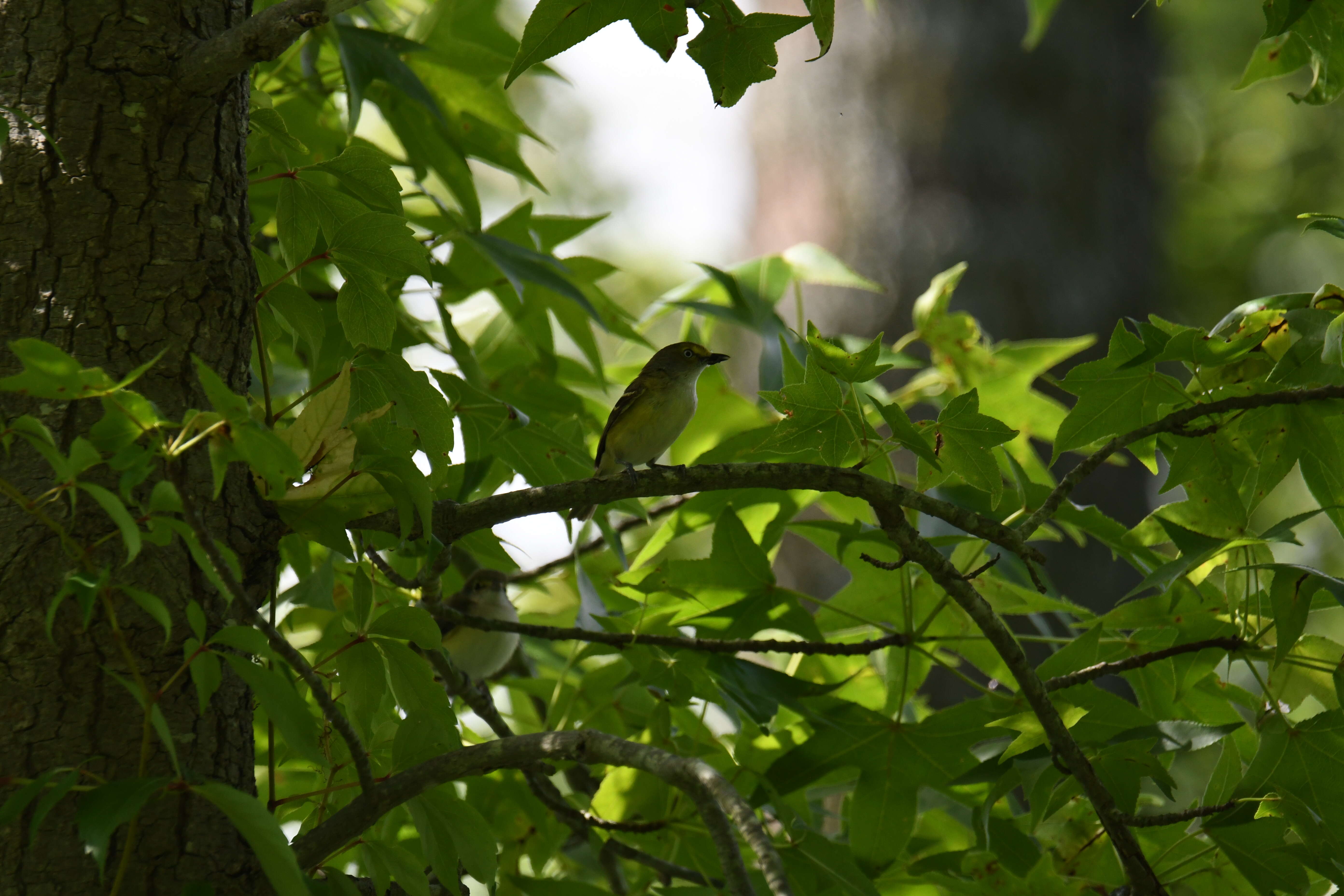 Слика од Vireo griseus (Boddaert 1783)